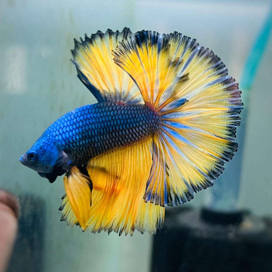 Blue Honey Mustard Gas Betta