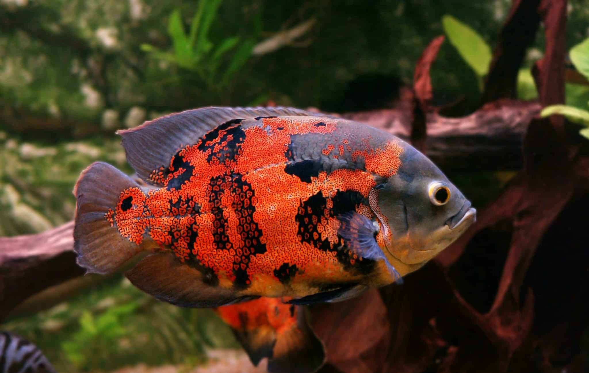 Tiger Oscar
