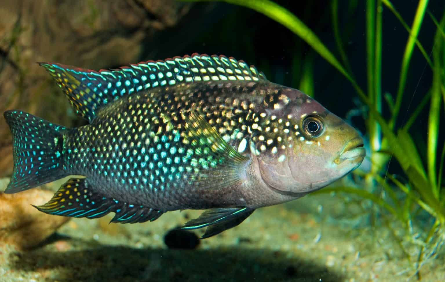 Jack Dempsey Cichlid