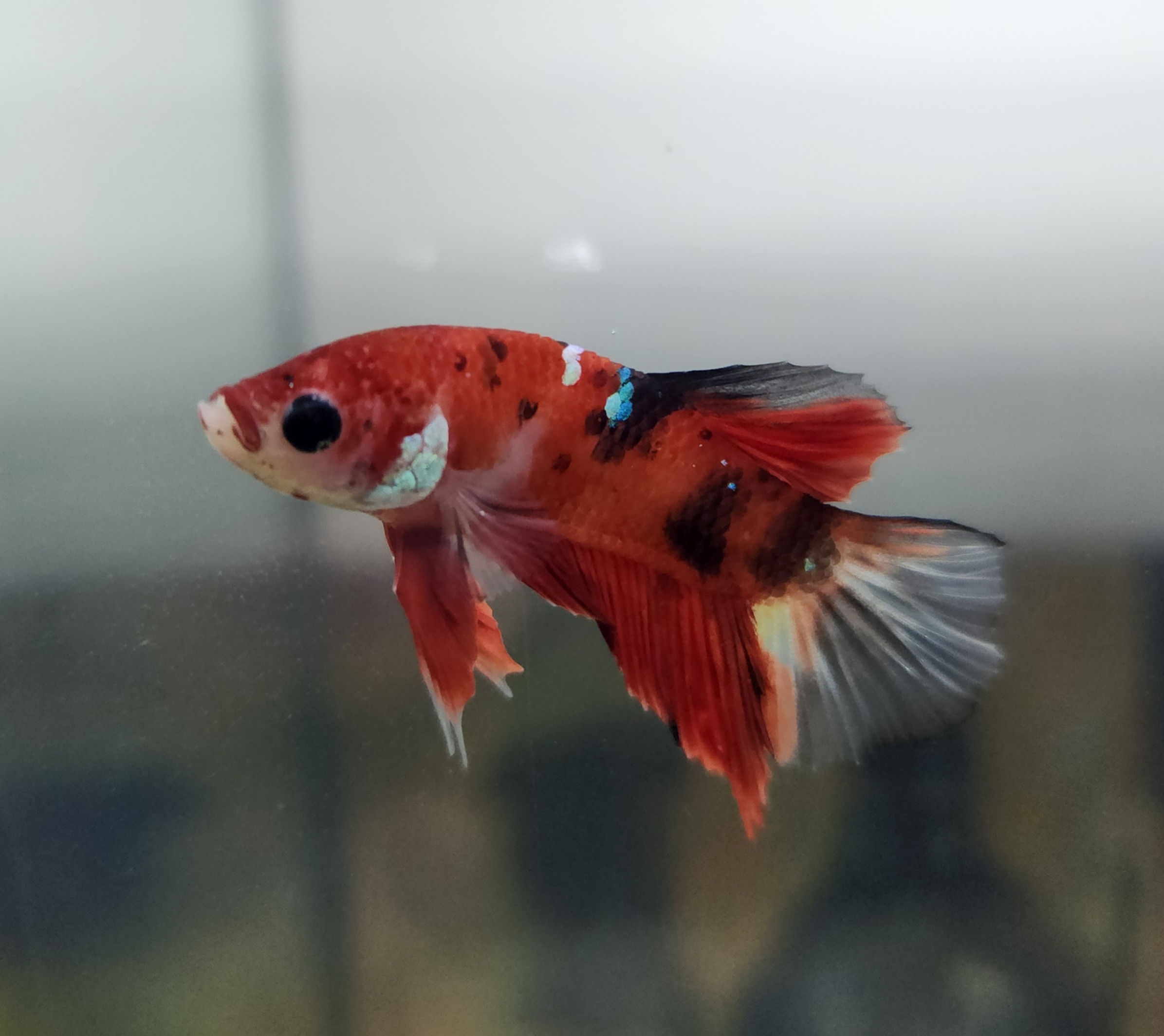 Kandy Koi Betta