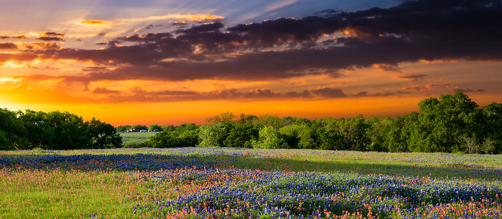 TX- wildflowers.jpeg