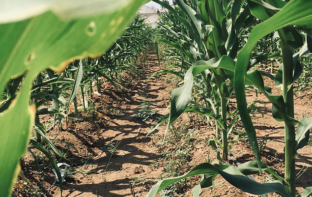 Crop fields at the working farm of Thathachimanai, Denkanikottai