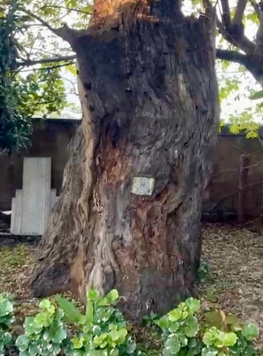 Charred trunk of the lightning-struck Banyan tree at Thathachimanai
