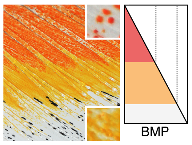 pigment pattern used in organismal signaling with melanophores and xanthophores