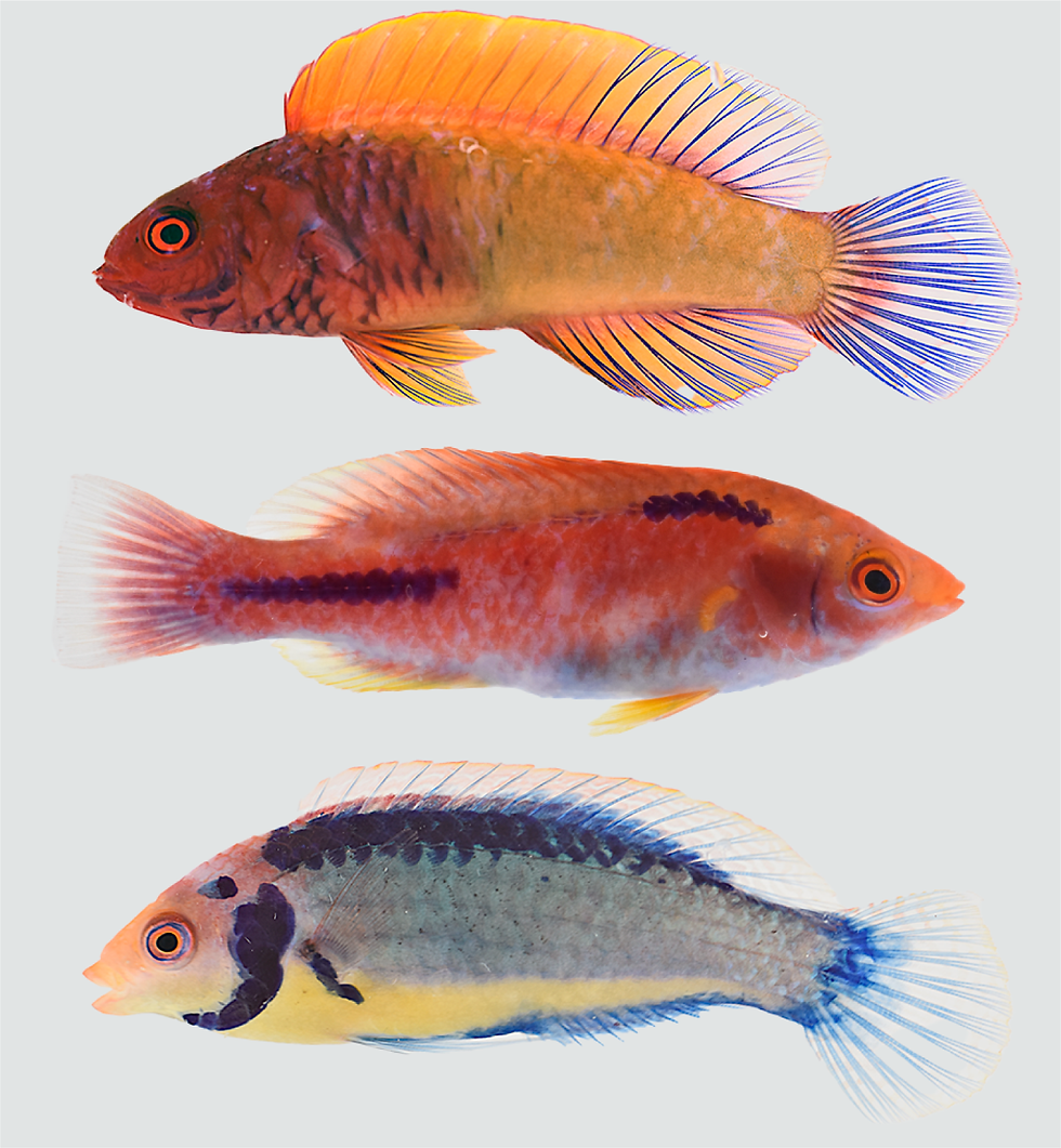 wrasses.png