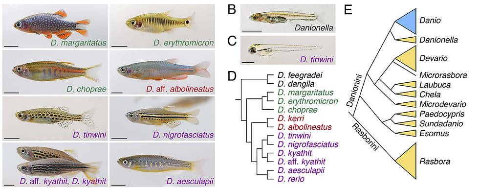 elife_fig.png