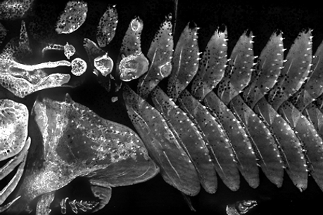 caeneus juvenile ARS.tif