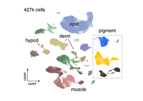 UMAP_475-336.png
