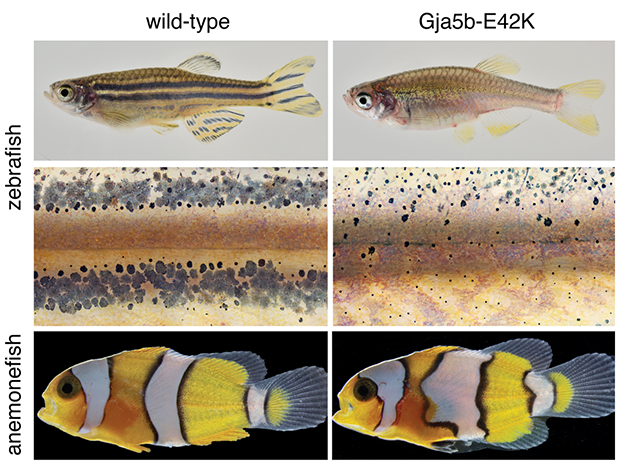 shared role for gap junctional communication in pigment pattern of clownfish and zebrafish