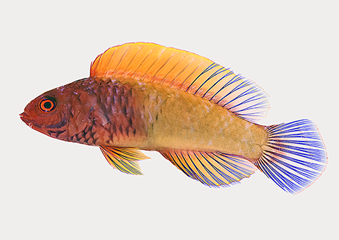 wrasse_sm_475-336r.tif