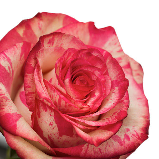 Thumbnail: Magic Time Rose Bouquet  玫瑰花束
