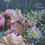Thumbnail: Gerbera Daisies Flower Box 非洲菊花盒