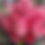 Thumbnail: Deep Pink Garden Rose Bouquet