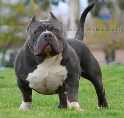 Pitbull Bullying.