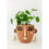 Thumbnail: Monarch Face Planter Terracotta Small Leafy Lovers Gift Shop Mornington Peninsula