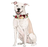 American staf fawn 1 floral.jpg