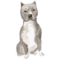 american staf gray 2.jpg