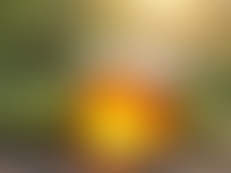 Com comprar mel de romaní pura d'alta qualitat