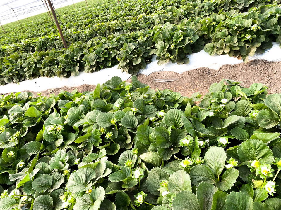 PLANTAFRESA2.png