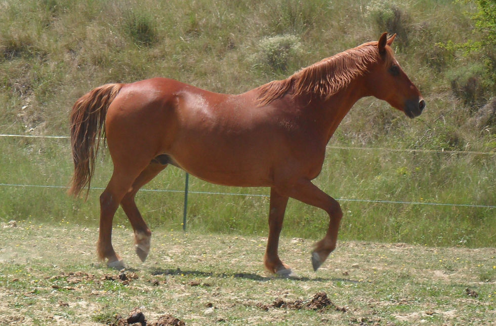 ECUSSON