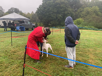 Montessa Kennels "Athena" inspected by Alan Scott