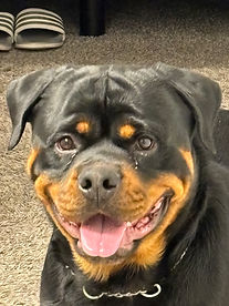 Picture of Lincoln a large and lean male Rottweiler