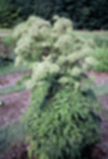 Angelica dahurica, provided by author.