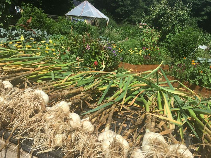 Seeds of Solidarity Garlic