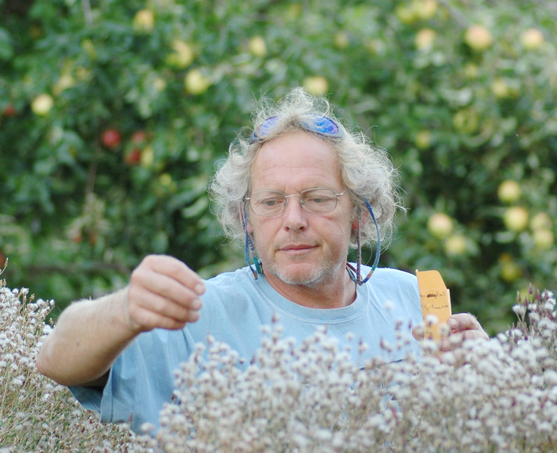 How To Grow Yourself Some Lettuce Seed