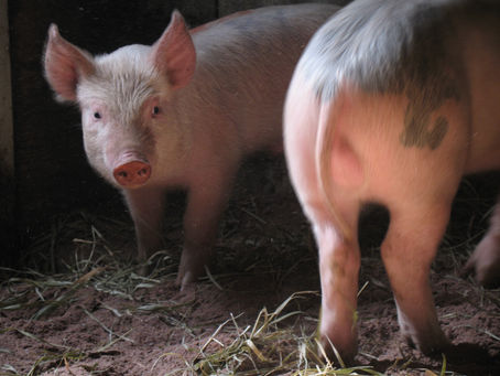 Makin' Bacon!