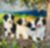 BlackAndWhitePuppyLiter.jpg