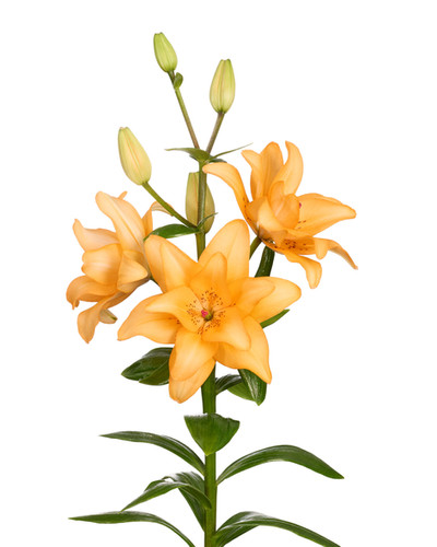Lily - Butterfly Twinkle | Canadian Gardener