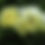Thumbnail: Peony - Itoh Going Bananas