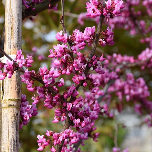 Thumbnail: Redbud - Black Pearl