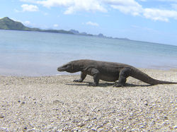 Komodo on the beach - Komodo Island  7