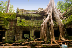 Ta Prohm1