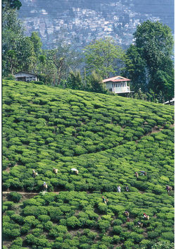 Tea-Garden-and-Town,-Nilgiris