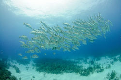 ScubaBelizeAdventure07