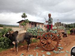 Pindaya cabbage seller (33)[2]