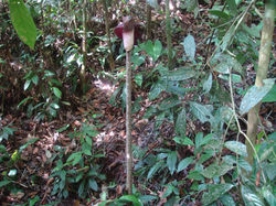 Amorphopalus Titanium