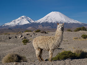 Alpaca Chilean Andes