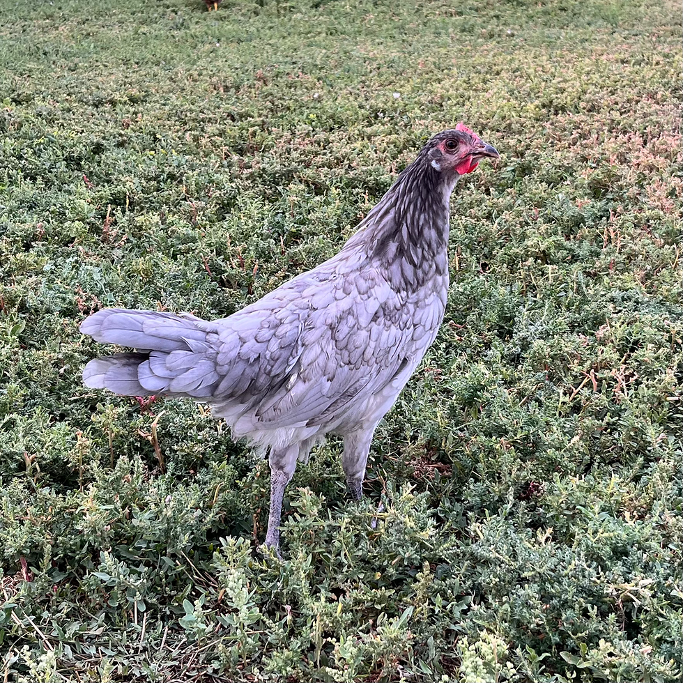 Thumbnail: 16-18 Week Old Pullets