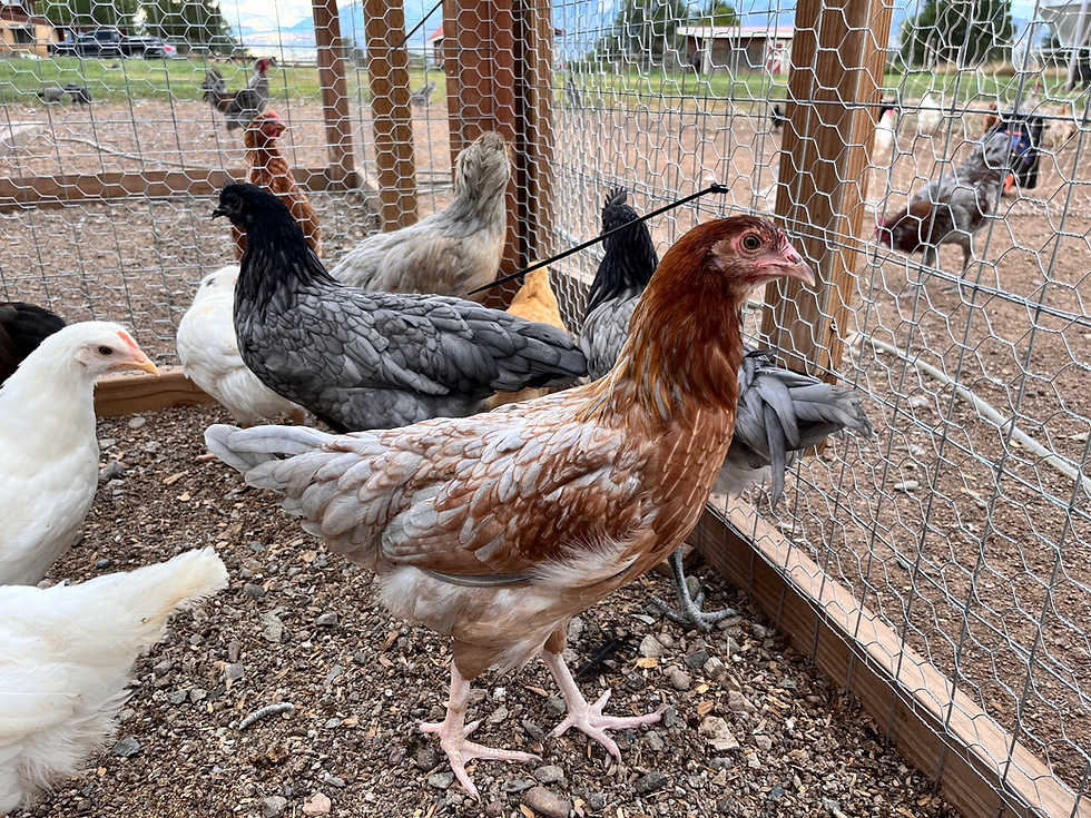 Thumbnail: 16-18 Week Old Pullets