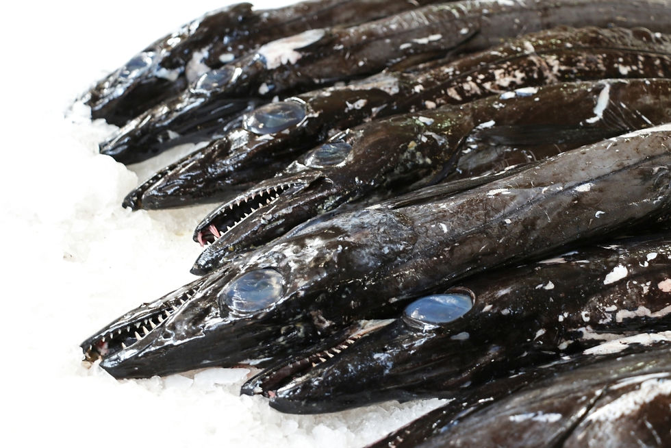 Degenfisch