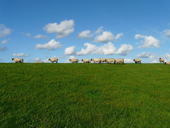 11-white-sheep-in-the-grass-field-85683.