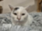 att.SRrd5Dl4SAo8iDaLxh-6eO7FvtqrvJq67Ma3NOekCFI.dat.jpeg