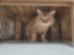 att.0rFgJpxLtKpO-X6TUeN7qMzu9CGWTCiEGaTUO446A1M.dat.jpeg