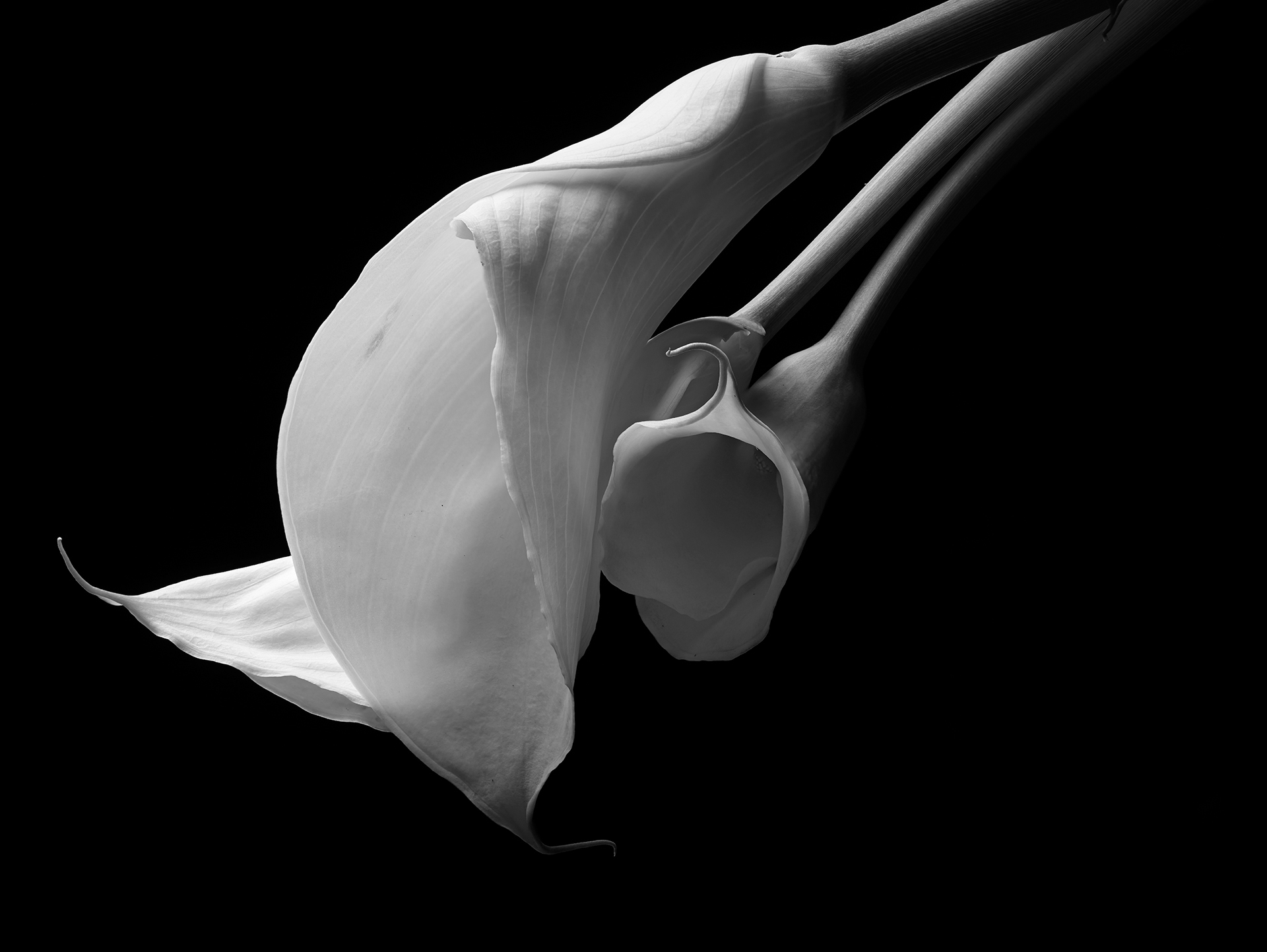 Peter Whyte