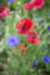 Red Poppies and Blue Bachelor Buttons.jpg