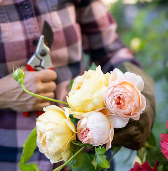 Green w pink_yellow roses no face_edited